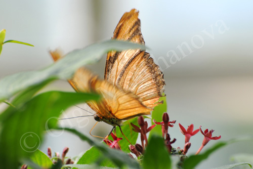 Butterfly8