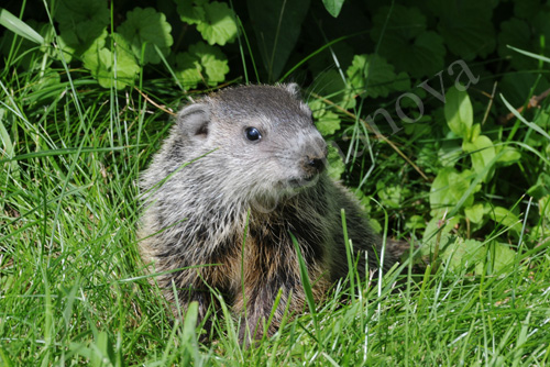 Groundhog13