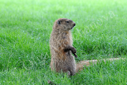 Groundhog2